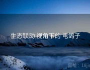 生态联动 视角下的 电鸽子